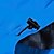 abordables Vestes molletonnées, polaires et de randonnée-Femme Veste Capuche Veste de Randonnée Imperméable Veste de Pluie Extérieur Chaud Etanche Coupe Vent Séchage rapide Mosaïque Pardessus Veste Coupe Vent Trench Chasse Ski Pêche Rouge Fuchsia Bleu Vert