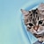 baratos Moletons Para Meninas-Infantil Para Meninas Camisa Manga Longa Azul Claro Impressão 3D Gato Animal Ativo 4-12 anos / Outono