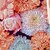 preiswerte Kleider für Mädchen-Mädchen&#039; 3D Graphic Blumen Kleid Kurzarm 3D-Druck Sommer Frühling Sport &amp; Natur Täglich Festtage Kuschelig Brautkleider schlicht Süß kinderkleidung 3-12 Jahre Casual kleid Trägerkleid A Linie Kleid