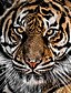 billige Hettegensere og gensere til gutter-Gutt 3D Tiger Hattetrøje Langermet 3D-utskrift Vår Høst Vinter Aktiv Grunnleggende Polyester Rayon Barn 3-13 år utendørs Daglig